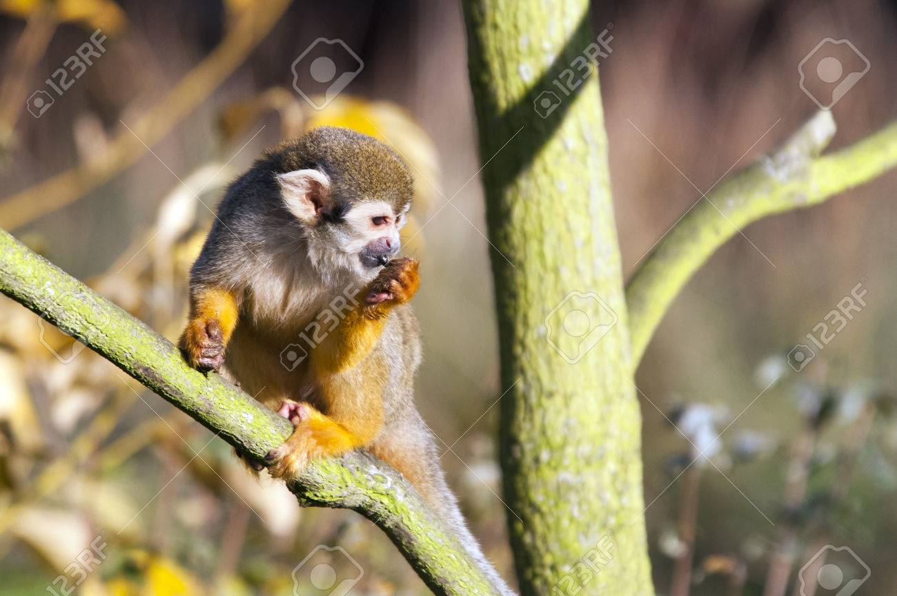 etiam-dictum-ipsum-a-felis