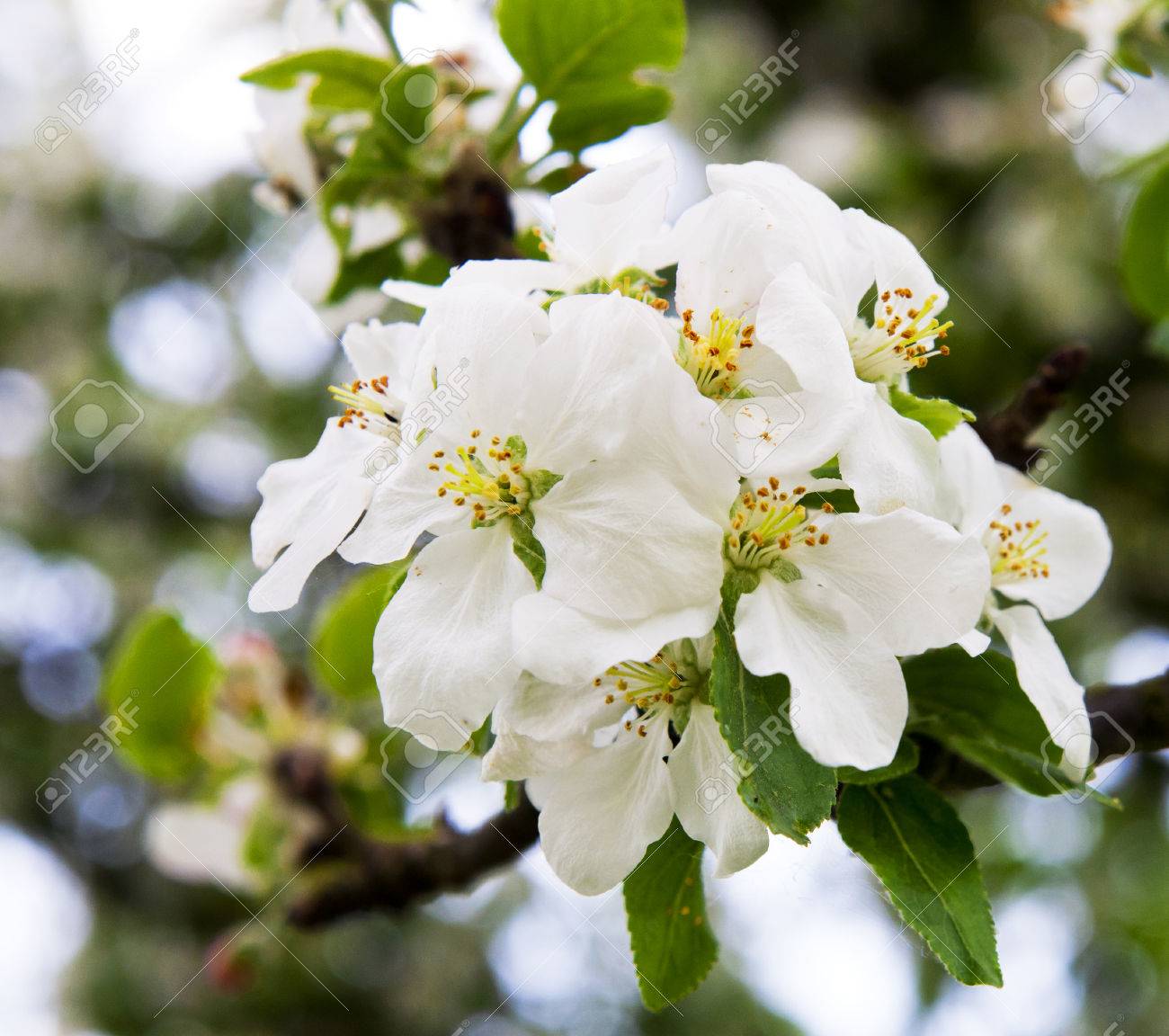 春の開花の果物の木の白い花 の写真素材 画像素材 Image