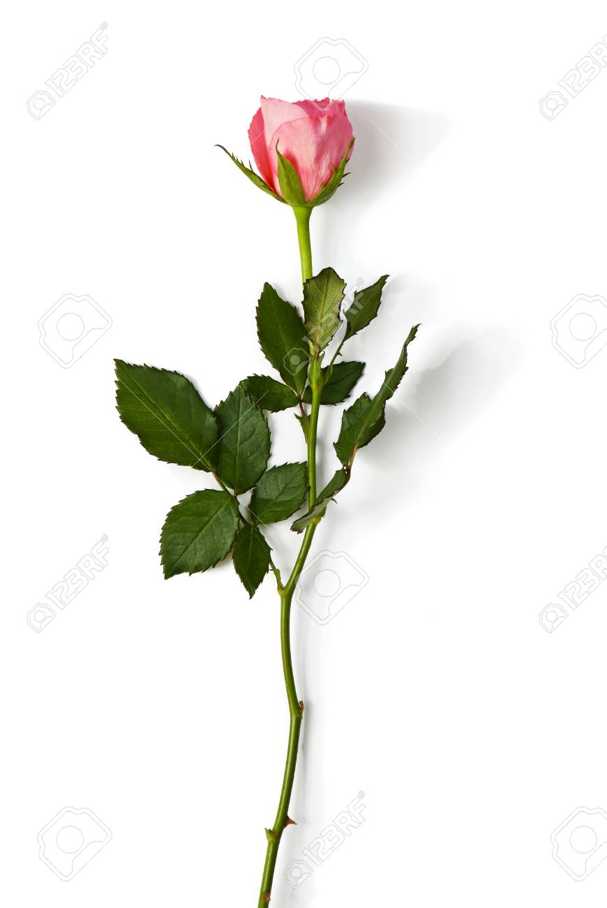 One Pink Rose On The White Background Stock Photo Picture And Royalty Free Image Image