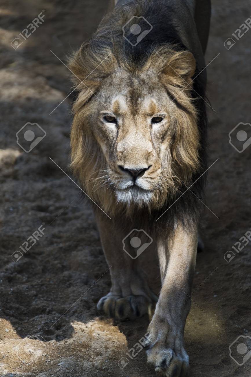 a male lion walking on a path stock photo picture and royalty free