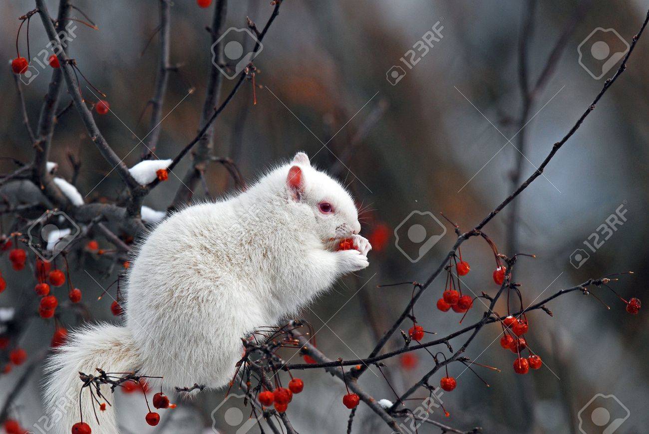 albino squirrel sitting in tree eating orange berries stock photo