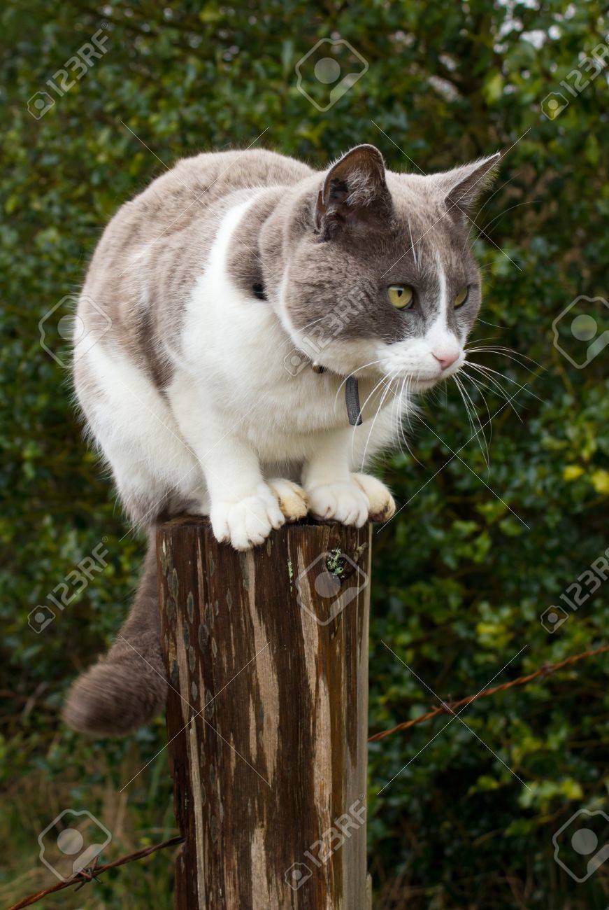 cat on post