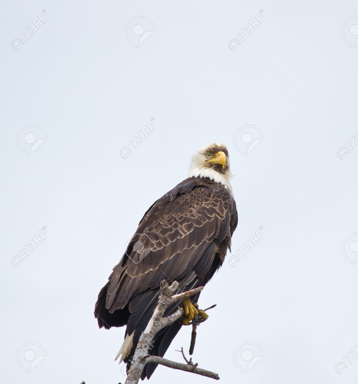 mature bald eagle perched