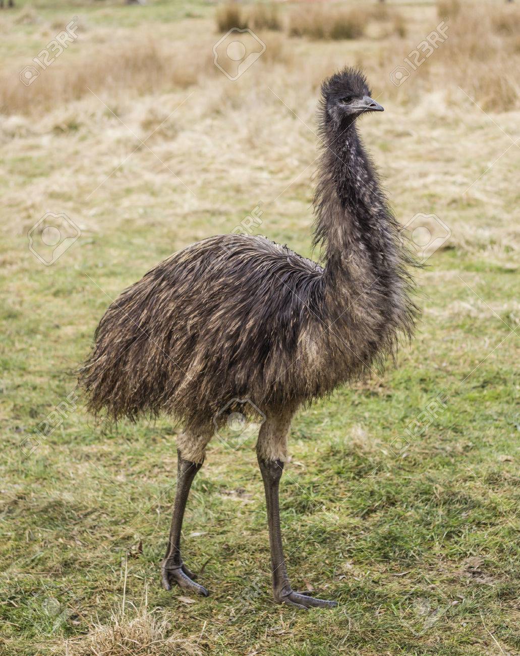 Large Emu Flightless Bird Standing In Field Stock Photo Picture And Royalty Free Image Image