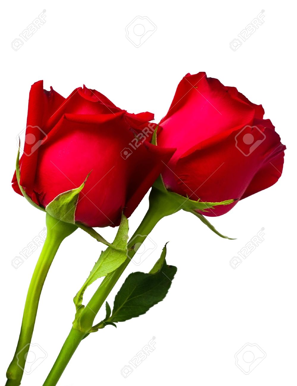 Two Beauty Red Rose Isolated On White Stock Photo, Picture And ...