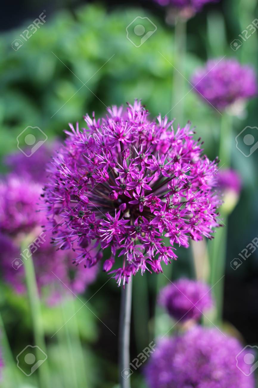 ネギの花 の写真素材 画像素材 Image