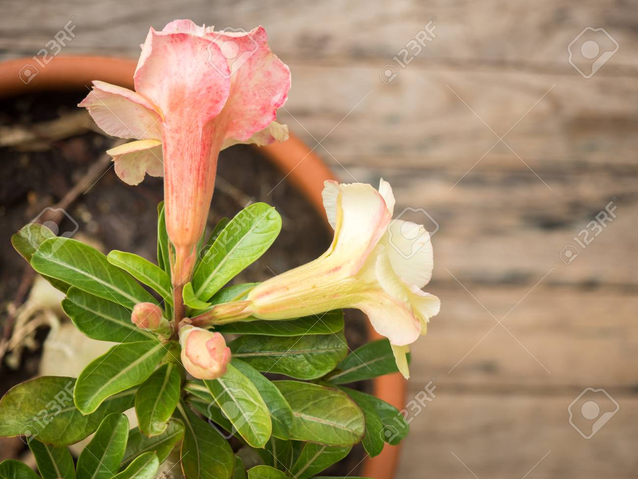 Fleur Rose Du Désert Adenium Obesum Sur Table En Bois