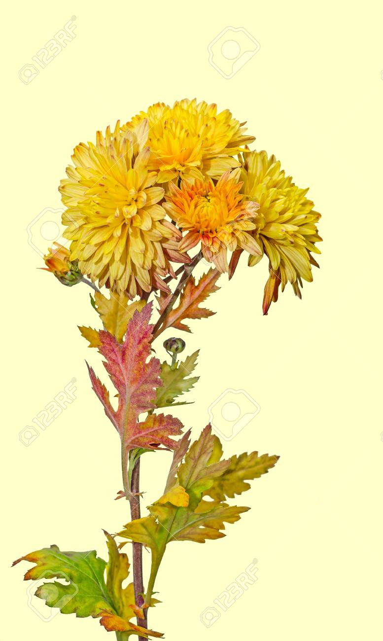 黄色 オレンジ菊の花 母親や家族 Dumitrite として知られているルーマニア語で キク科キク属 Chrysanths をクローズ アップ の写真素材 画像素材 Image 黄色 オレンジ菊の花 母親や家族 Dumitrite として知られているルーマニア語で キク科キク属 Chrysanths をクローズ アップ の写真素材 画像素材 Image