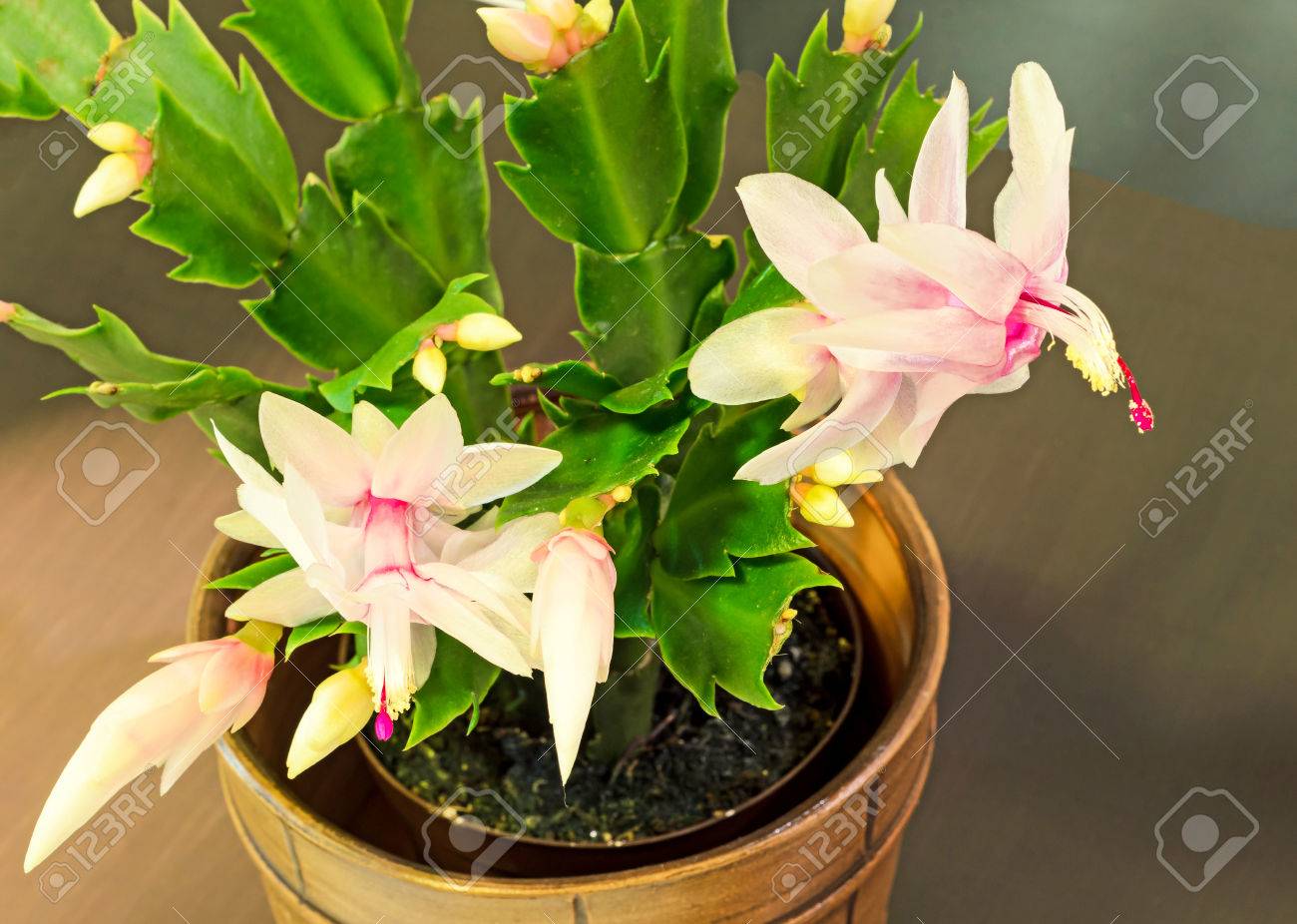 Pink White Schlumbergera Christmas Cactus Or Thanksgiving Cactus Flowers In A Brown Flower Pot Close Up Dark Black Background Stock Photo Picture And Royalty Free Image Image 71371274