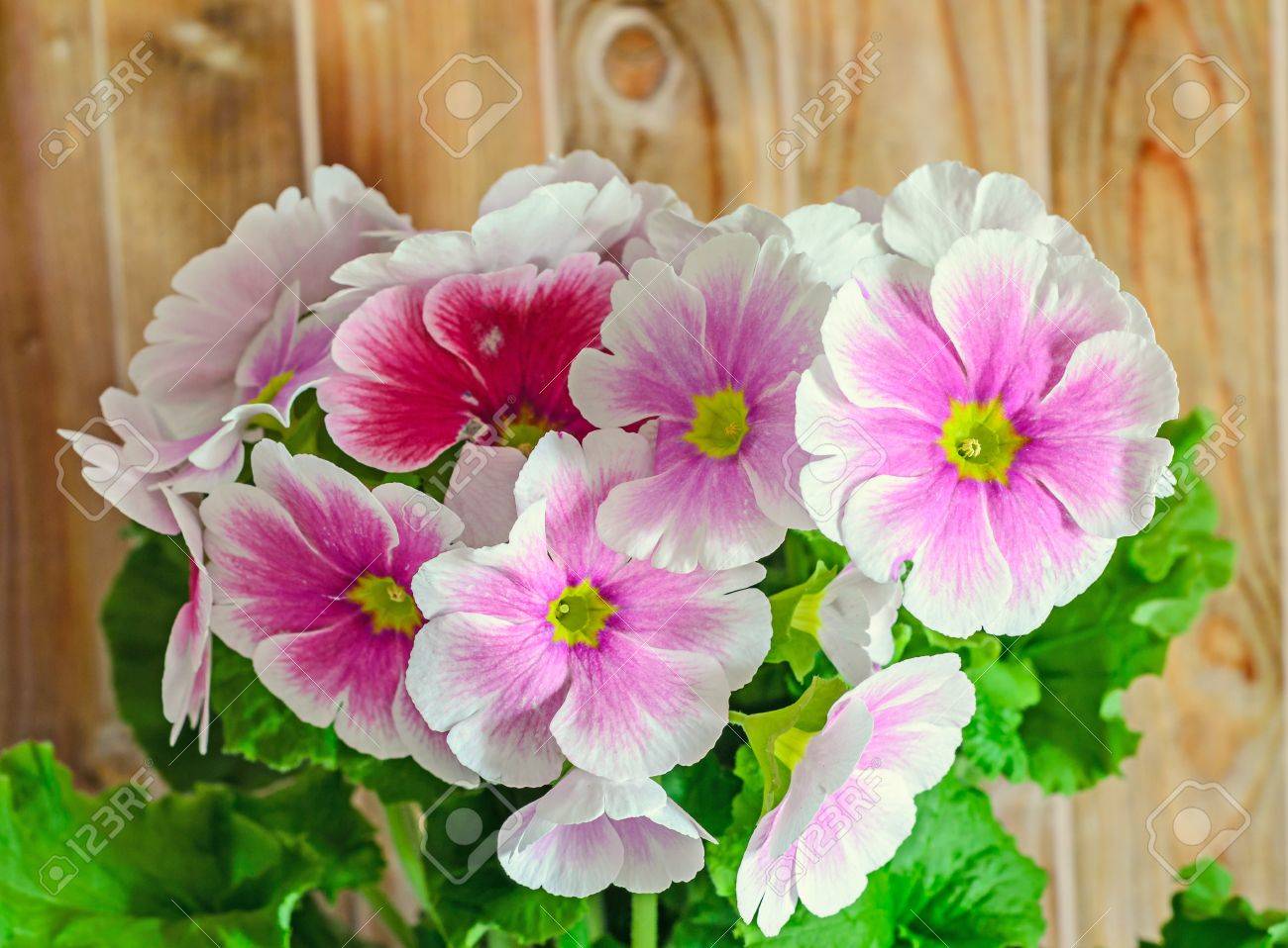 プリムラ オブコニカはウッドの背景 ピンク白い花 緑の葉は すぐに 私に触れる の写真素材 画像素材 Image プリムラ オブコニカはウッドの背景 ピンク白い花 緑の葉は すぐに 私に触れる の写真素材 画像素材 Image