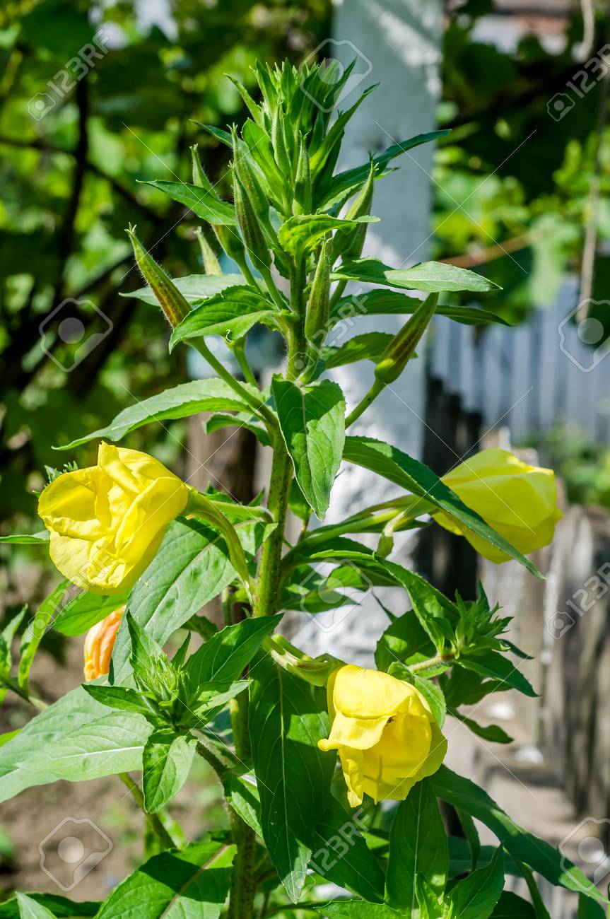 Oenothera Glazioviana Flor Amarela Uma Especie De Planta Florida Na Familia De Primula Da Noite Conhecida Pelos Nomes Comuns De Primrose De Noite De Flores Grandes E Primula De Noite Redsepal Fotos