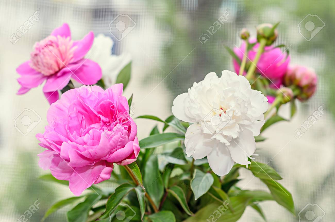 芽とピンクと白の牡丹の花の花束 ボケ味は 属シャクヤク Paeoniaceae の家族の背景をぼかし の写真素材 画像素材 Image 芽とピンクと白の牡丹の花の花束 ボケ味は 属シャクヤク Paeoniaceae の家族の背景をぼかし の写真素材 画像素材 Image