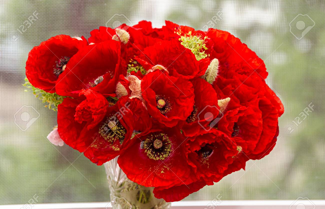 ヒナゲシ トウモロコシの芽 ひなげしの赤の野生の花の花束をクローズ アップ の写真素材 画像素材 Image ヒナゲシ トウモロコシの芽 ひなげしの赤の野生の花の花束をクローズ アップ の写真素材 画像素材 Image