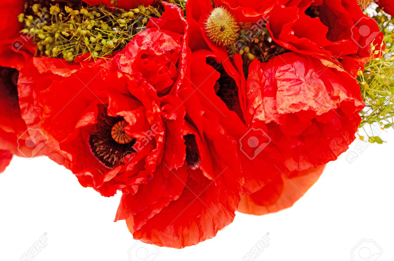 ヒナゲシすぐアップ ヒナゲシ トウモロコシ ローズひなげし 白い背景で隔離の赤の野生の花の花束 の写真素材 画像素材 Image ヒナゲシすぐアップ ヒナゲシ トウモロコシ ローズひなげし 白い背景で隔離の赤の野生の花の花束 の写真素材 画像素材 Image