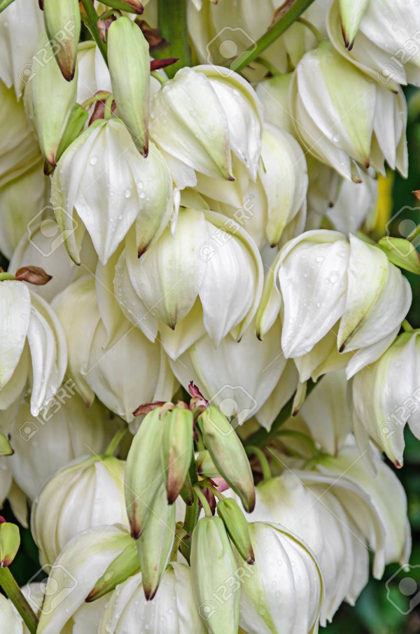 白ユッカフィラメントサブッシュの花 他の名前は アダムス針 一般的なユッカ スペインの銃剣 クマ草 針ヤシ シルクグラス およびスプーンリーフユッカが含まれます の写真素材 画像素材 Image