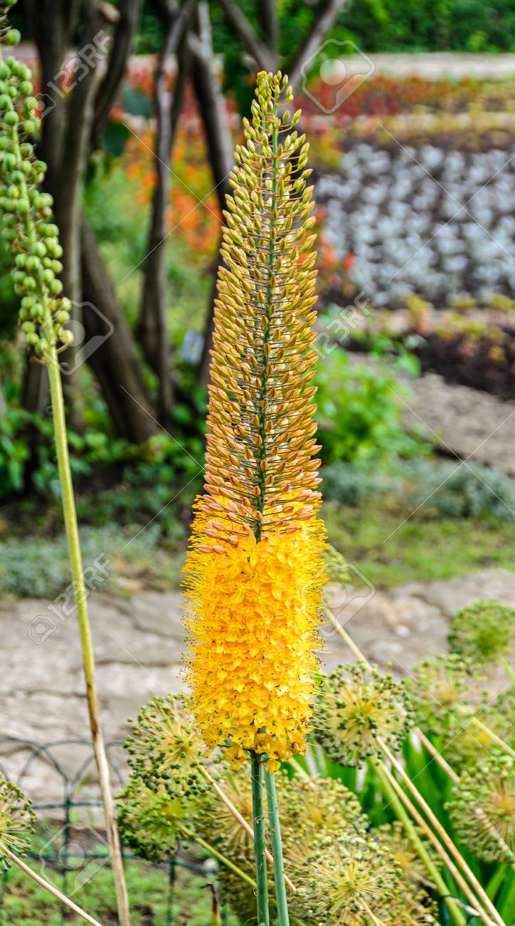 アワ ユリの黄色の花 Eremurus Robustus をクローズ アップ の写真素材 画像素材 Image