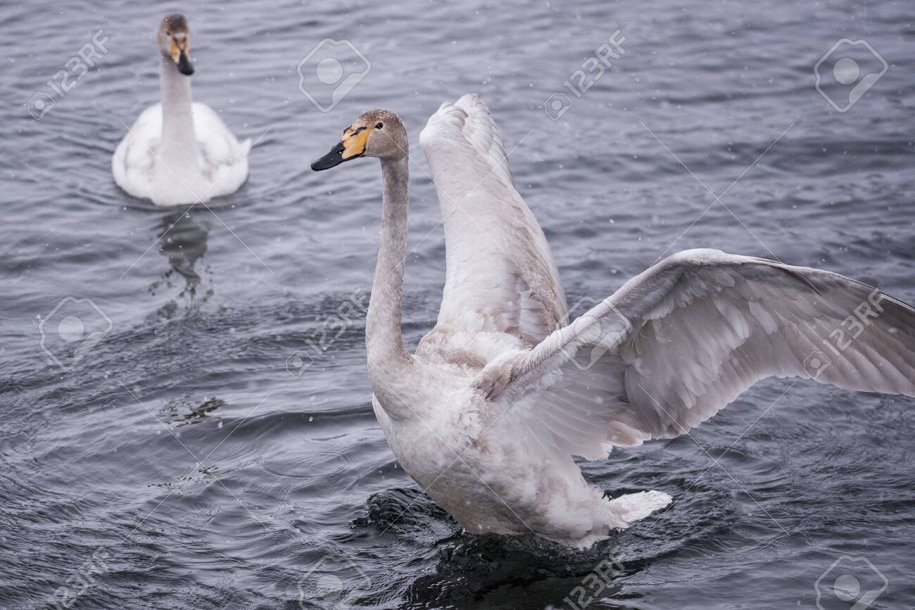 The swan flaps its wings. Dries wings and shows its dominance. "Lebedinyj" Swan Nature Reserve, "Svetloye" lake, Urozhaynoye Village, Sovetsky District, Altai region, Russia - 129123937 The swan flaps its wings. Dries wings and shows its dominance. "Lebedinyj" Swan Nature Reserve, "Svetloye" lake, Urozhaynoye Village, Sovetsky District, Altai region, Russia - 129123937