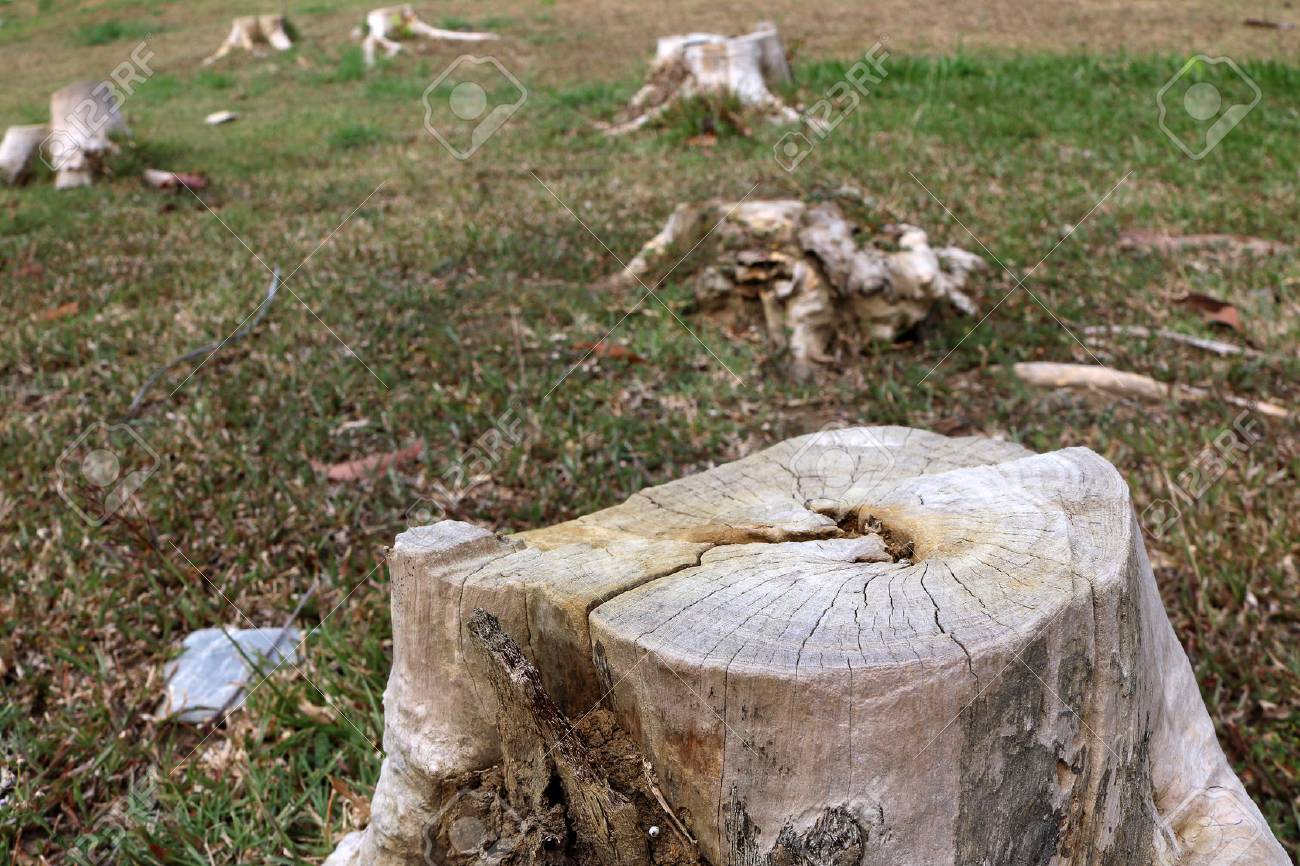 tree stumps on the lawn stock photo picture and royalty free image
