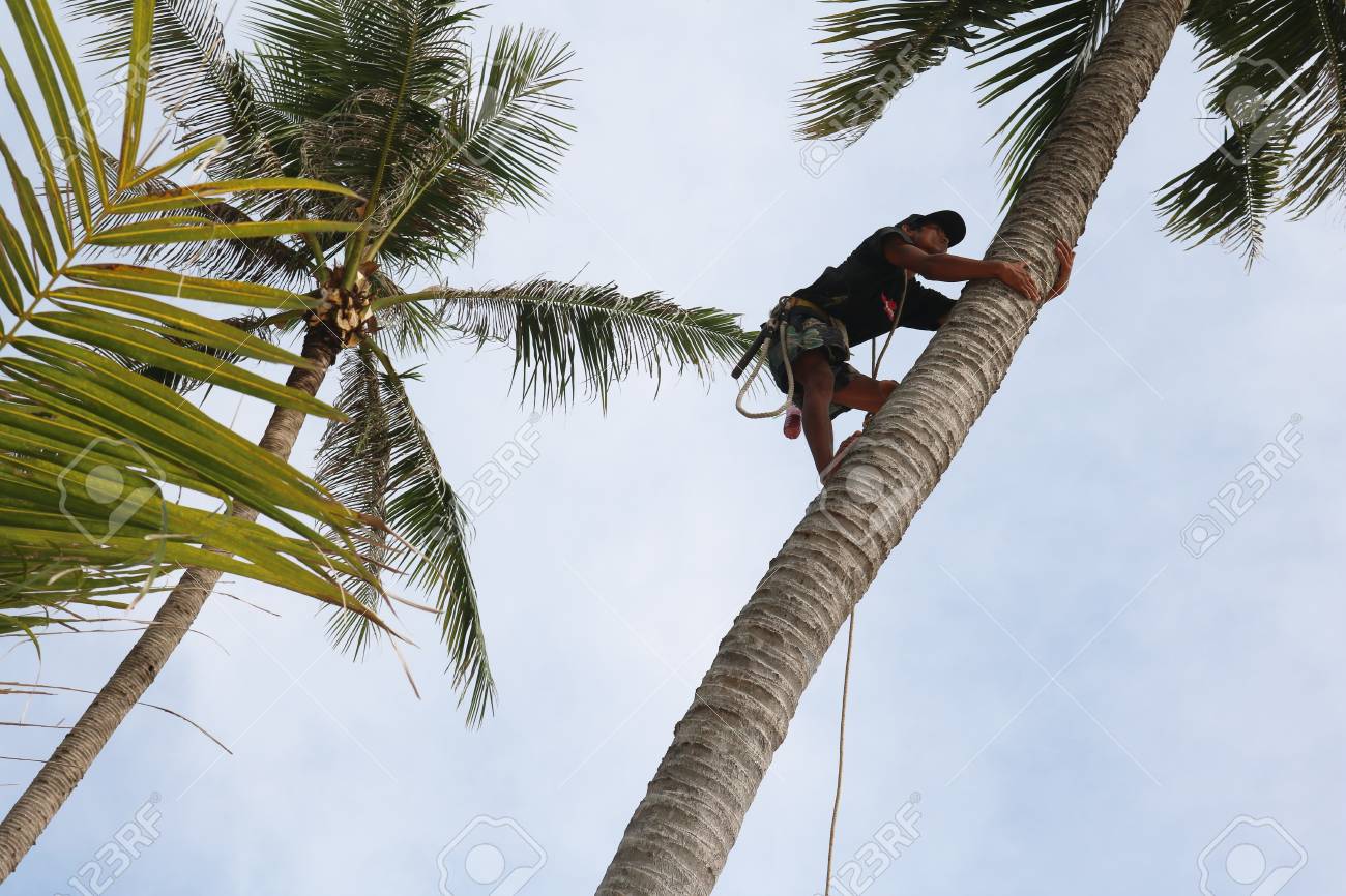 man climbing coconut trees