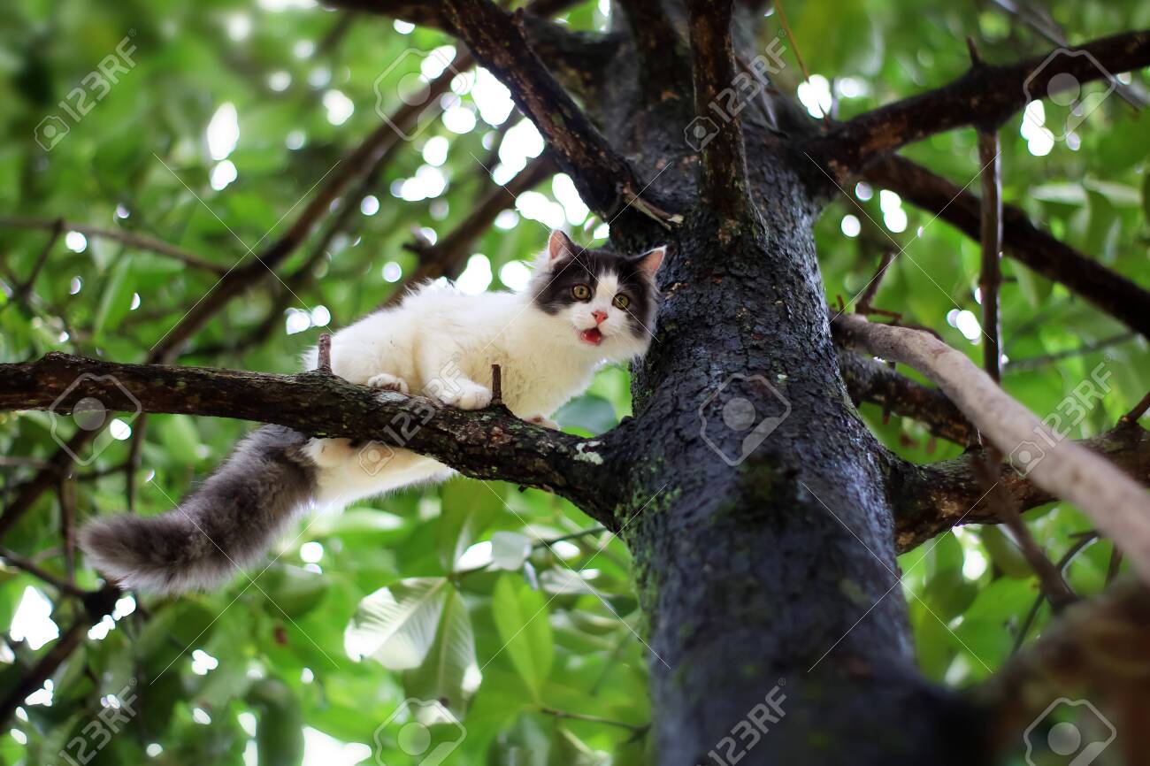 cat stuck in tree