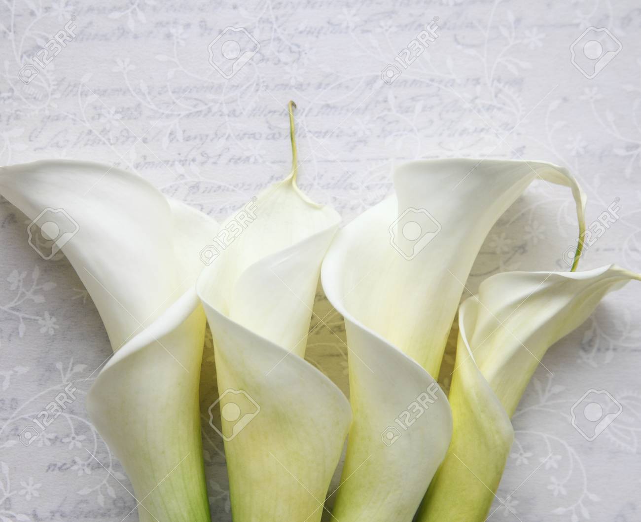 Flores Blancas Elegantes Con Un Fondo Floral Guión Fotos, Retratos, Imágenes Y Fotografía De Archivo Libres De Derecho. Image 19610519. Flores Blancas Elegantes Con Un Fondo Floral Guión Fotos, Retratos, Imágenes Y Fotografía De Archivo Libres De Derecho. Image 19610519.