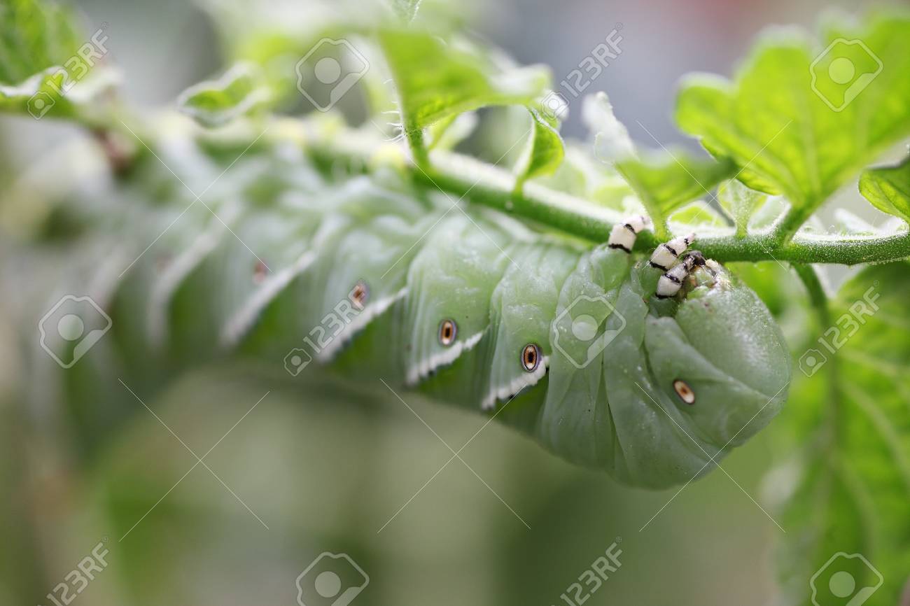 トマト植物に毛虫の害虫 の写真素材 画像素材 Image