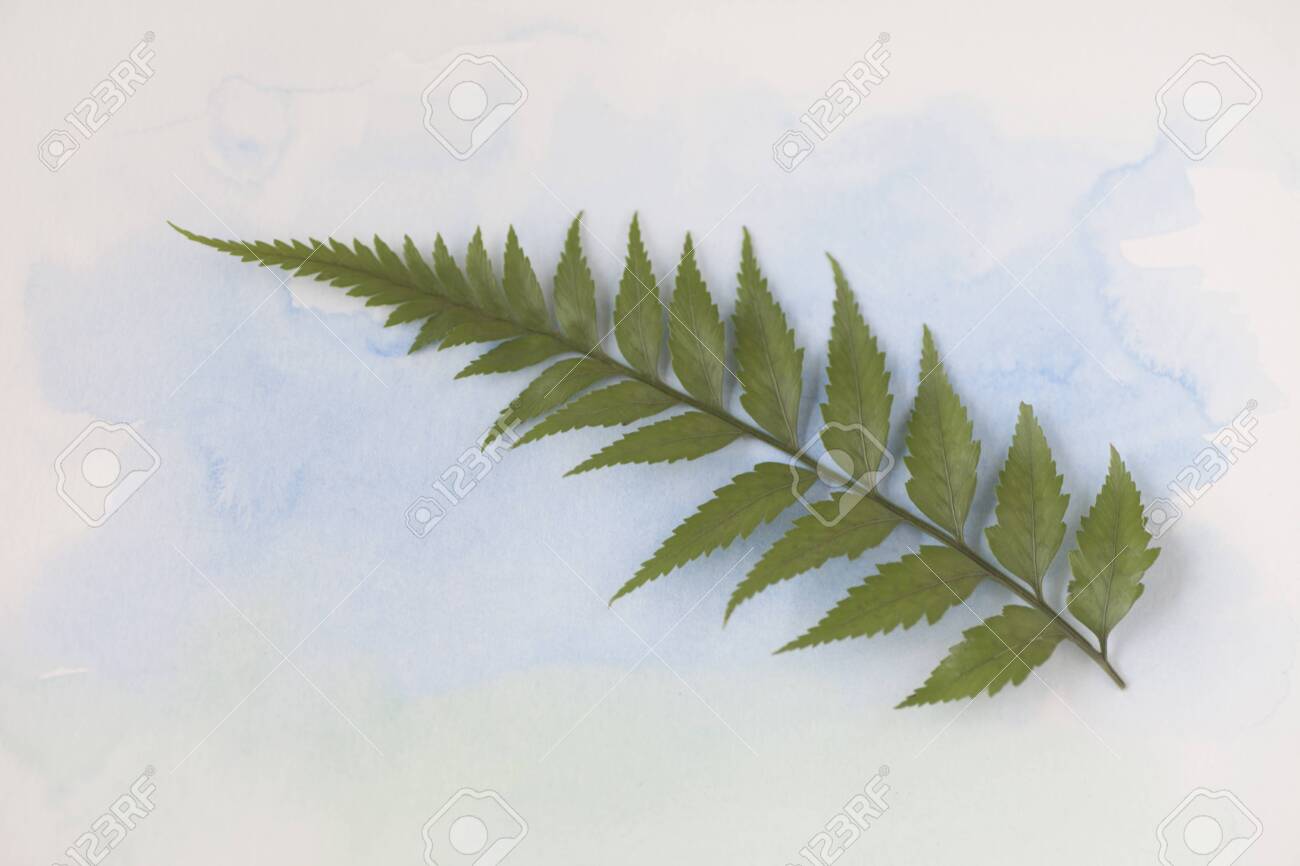 Single frond of a fern plant on pale blue watercolor - 141338592 Single frond of a fern plant on pale blue watercolor - 141338592