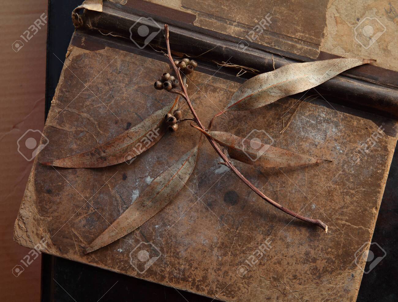 Eucalyptus leaves with seed pods on an old, damaged book - 141340191 Eucalyptus leaves with seed pods on an old, damaged book - 141340191