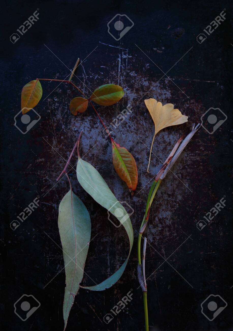Eucalyptus, ginkgo and nankin leaves with fortnightly lily stalk - 141339192 Eucalyptus, ginkgo and nankin leaves with fortnightly lily stalk - 141339192