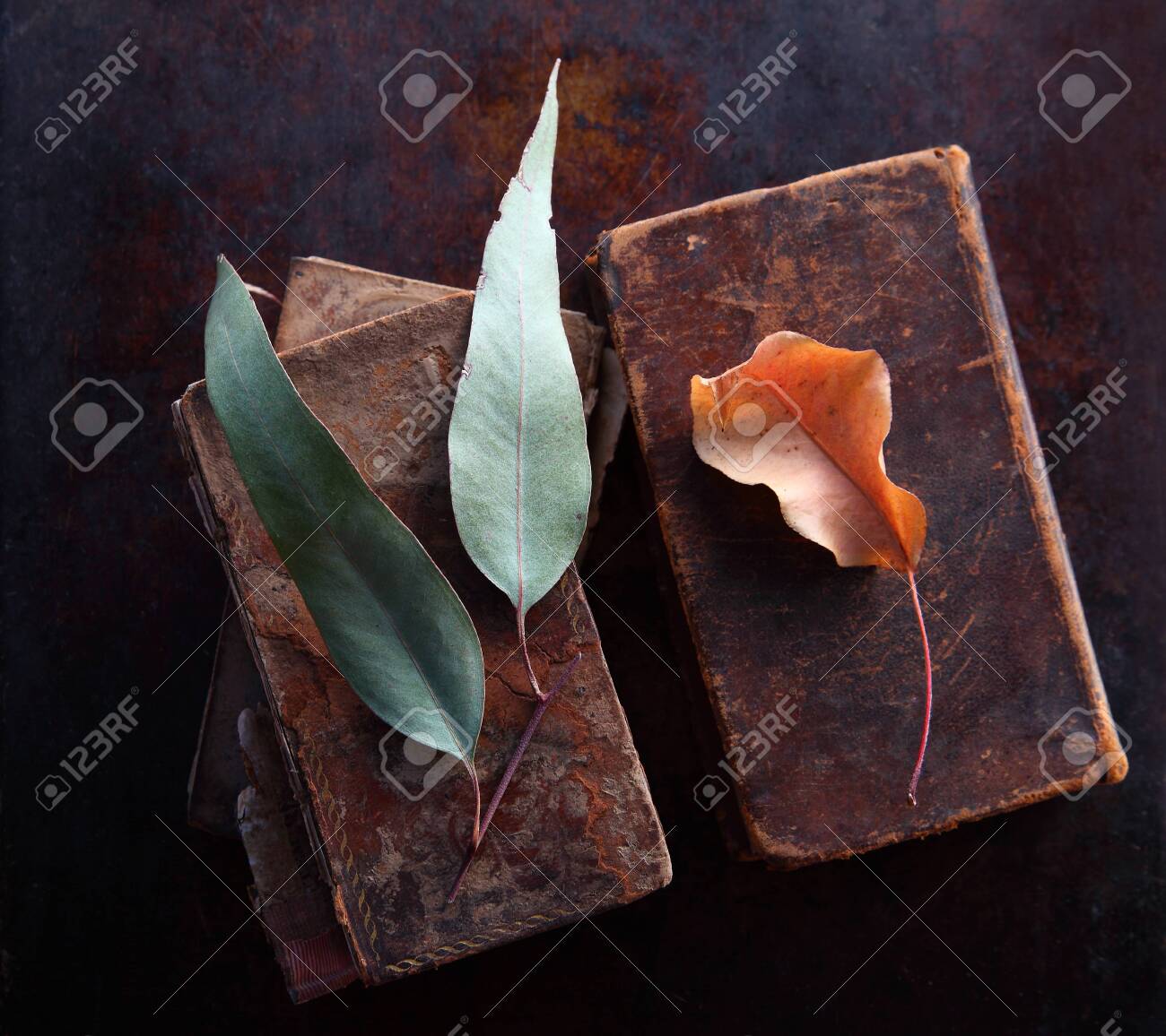 Pastel-colored leaves on old, well-used books with copy space - 141340231 Pastel-colored leaves on old, well-used books with copy space - 141340231