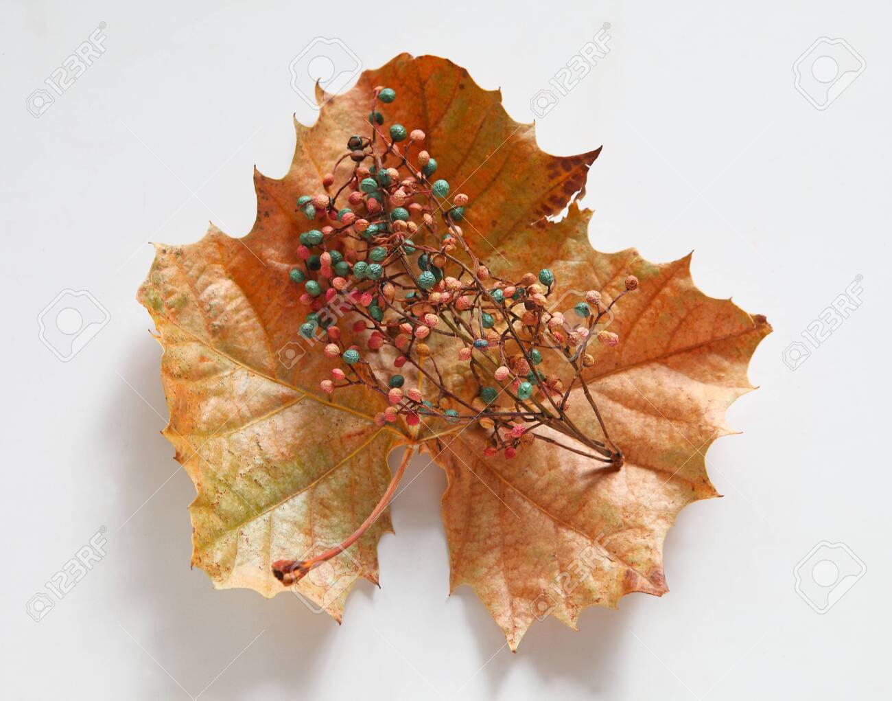 Pale pink and blue berries on a dried sycamore leaf in fall - 141340057 Pale pink and blue berries on a dried sycamore leaf in fall - 141340057