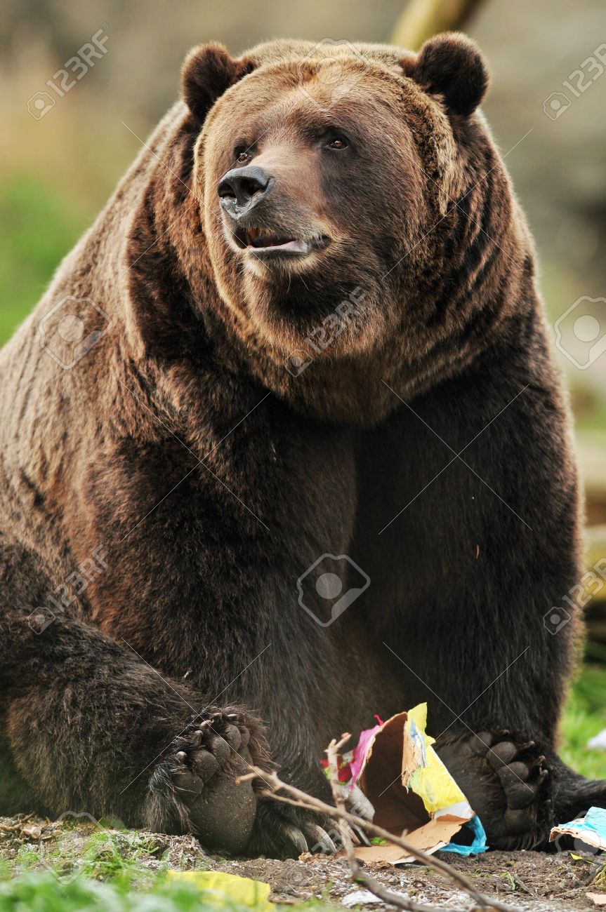 enorme ours