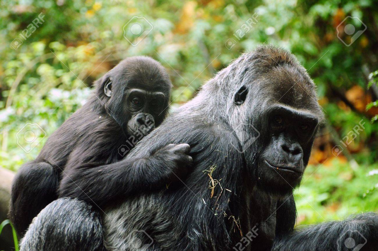 ゴリラ子ピギーバックの乗車のための彼の母を保持します の写真素材 画像素材 Image