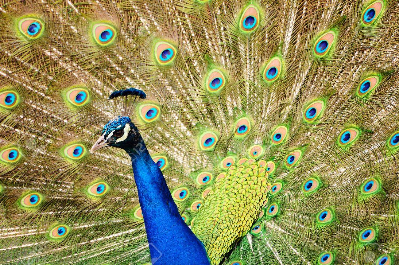 https://previews.123rf.com/images/neelsky/neelsky1109/neelsky110900265/10704519-Closeup-of-a-Peacock-dancing-during-the-mating-season-Stock-Photo.jpg