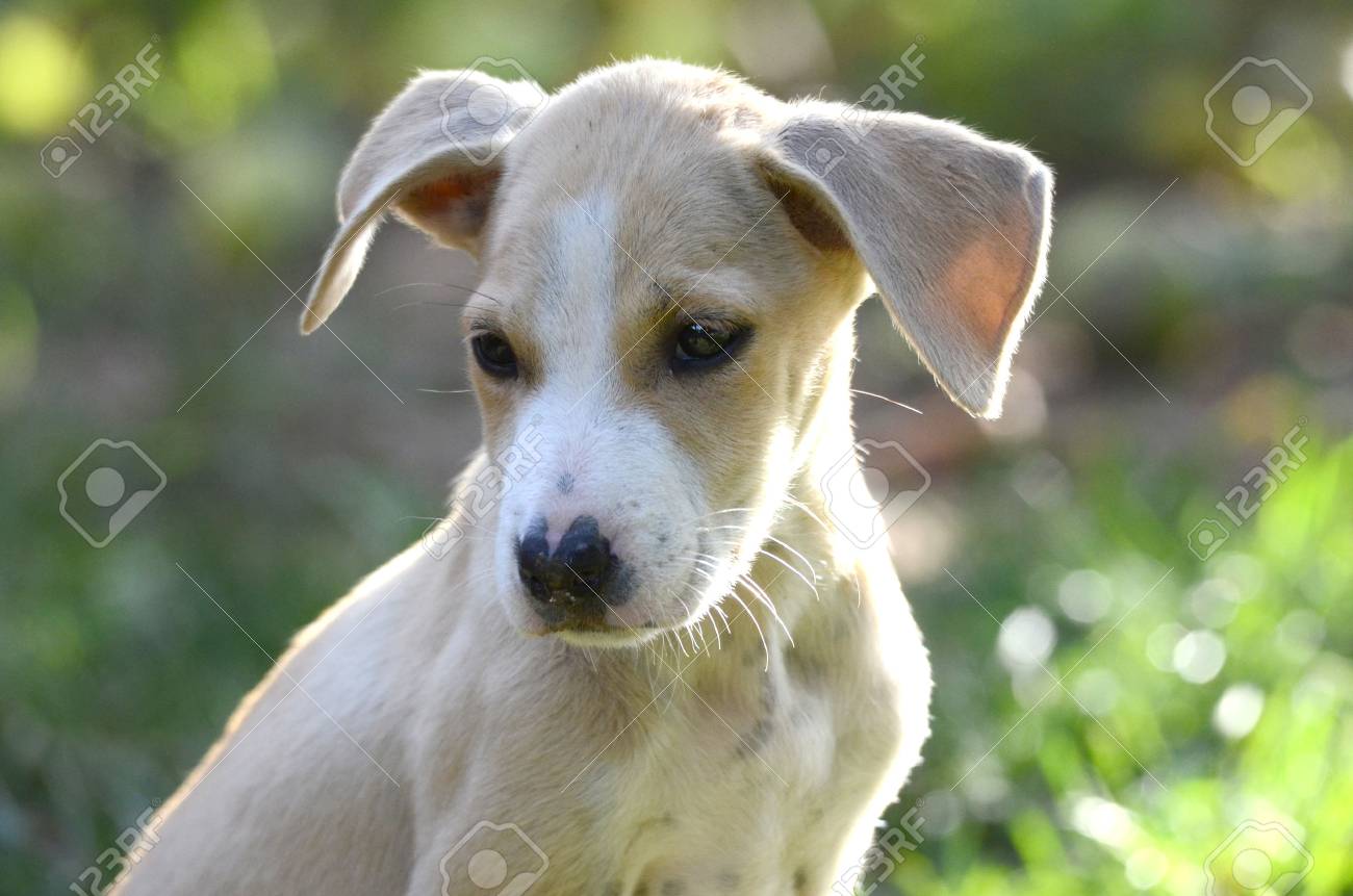 かわいい子犬の写真 動物とペットのテーマ の写真素材 画像素材 Image