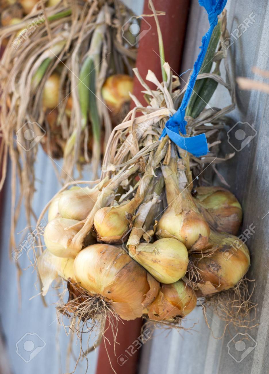 熟した吊り玉ねぎの絵 の写真素材 画像素材 Image