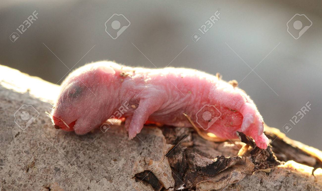 Image D Un Gros Plan Du Tres Petit Bebe De La Souris Banque D Images Et Photos Libres De Droits Image