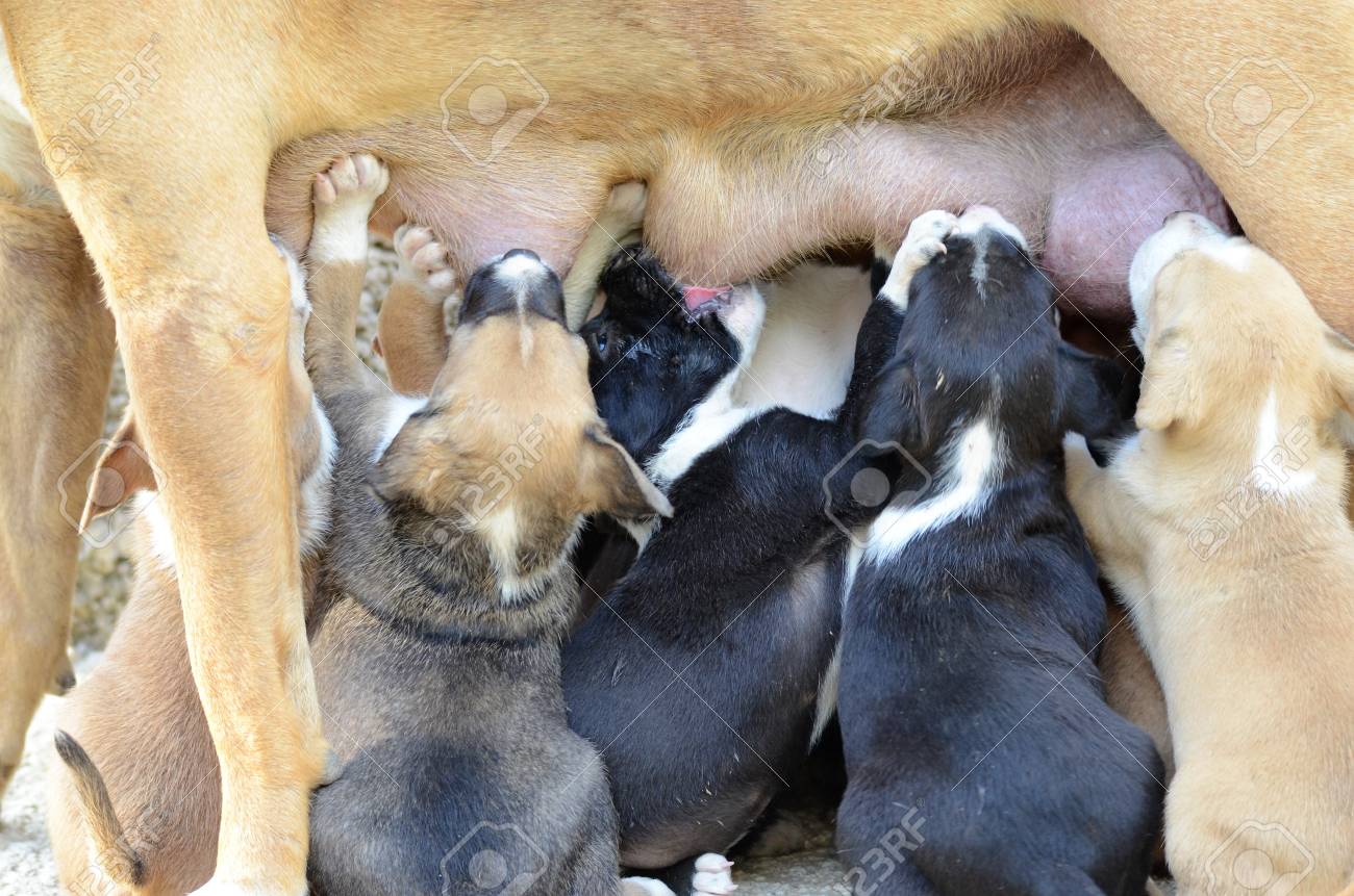 dog food for american staffordshire terriers