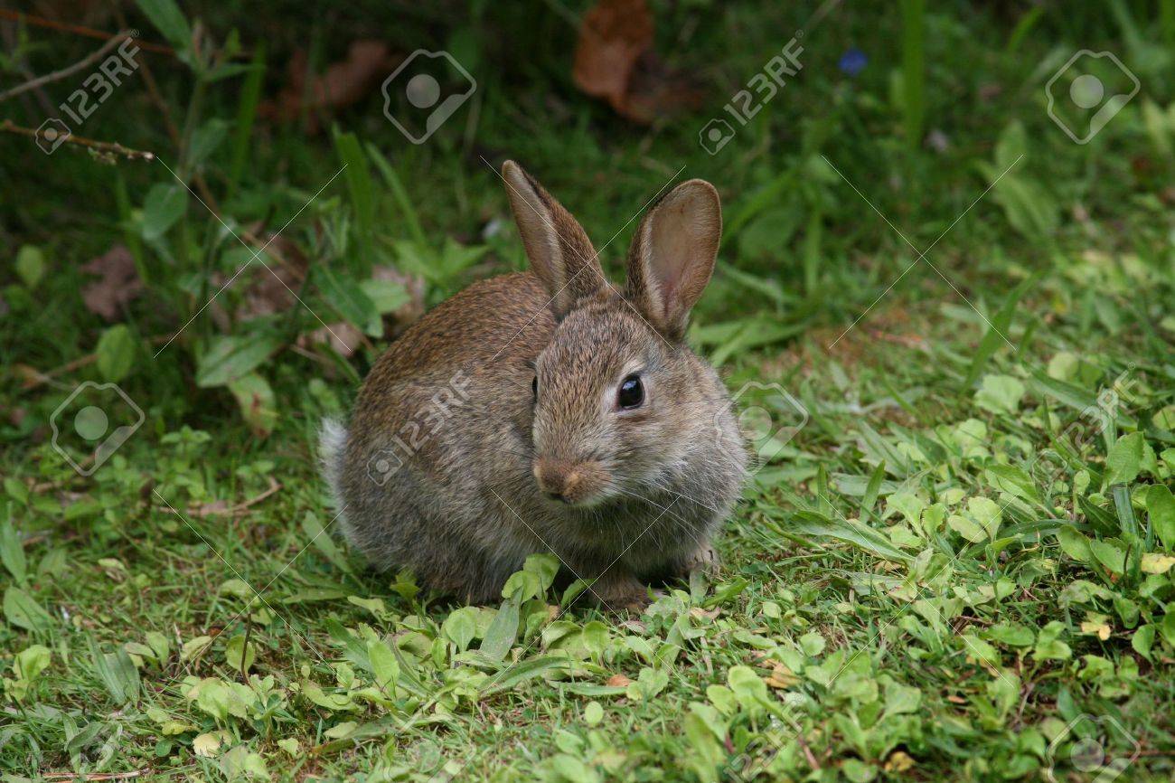 숲에 갈색 토끼 로열티 무료 사진, 그림, 이미지 그리고 스톡포토그래피. Image 5247495.
