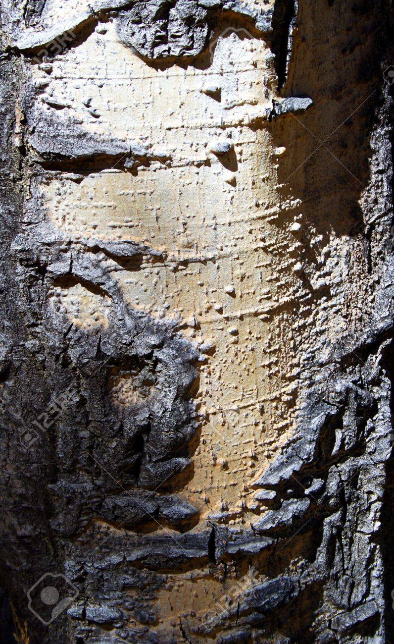 wallpapers Quaking Aspen Tree Bark 123rf