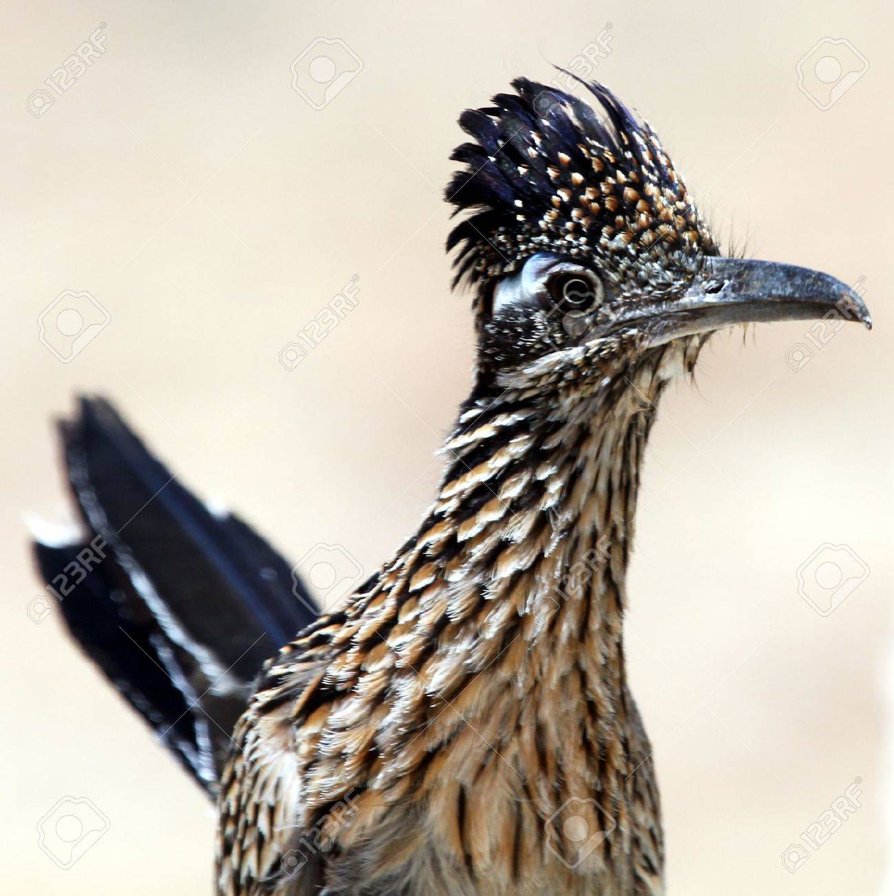 ファミリでは カッコウ Cuculidae オオミチバシリ の写真素材 画像素材 Image