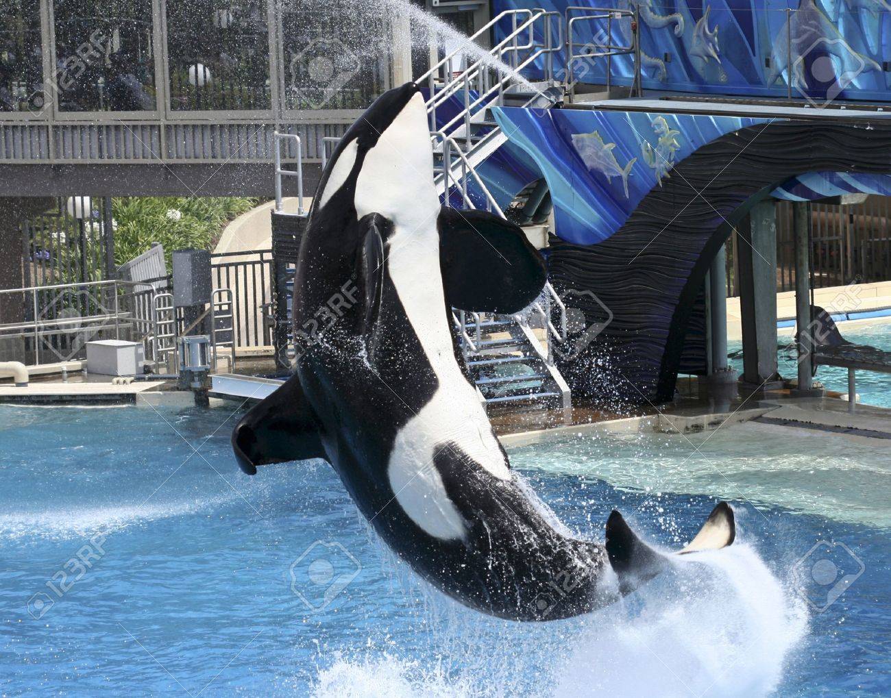 A Large Male Killer Whale Performs in a Marine Park Show - 10128342 A Large Male Killer Whale Performs in a Marine Park Show - 10128342