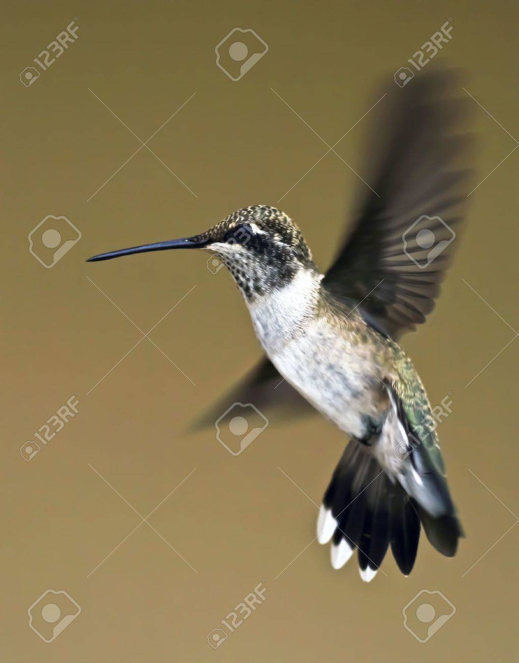 A Female Blue-throated Hummingbird Hovers Momentarily in Flight - 10486881 A Female Blue-throated Hummingbird Hovers Momentarily in Flight - 10486881