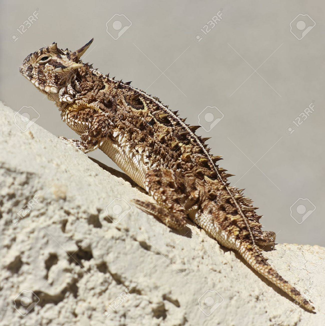 A Close Up of a Texas Horned Lizard Climbing on a Stucco Wall - 13991517 A Close Up of a Texas Horned Lizard Climbing on a Stucco Wall - 13991517