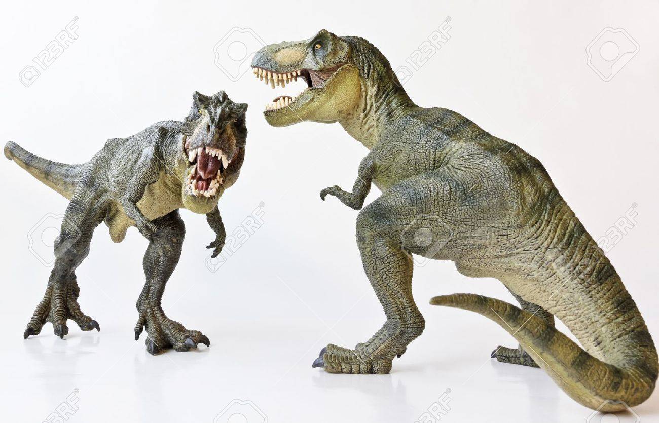 A Tyrannosaurus Rex Pair Face Off Against a White Background - 17588907 A Tyrannosaurus Rex Pair Face Off Against a White Background - 17588907