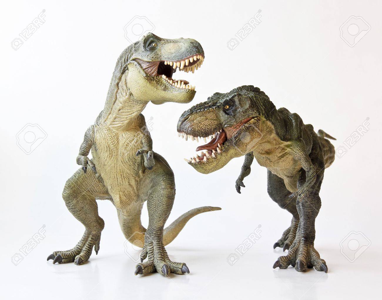 A Tyrannosaurus Rex Pair Face Off Against a White Background - 17588904 A Tyrannosaurus Rex Pair Face Off Against a White Background - 17588904