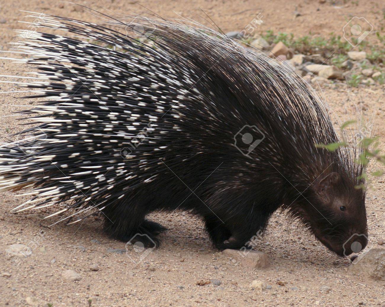 A Close Portrait of an African Crested Porcupine, Hystrix cristata - 21647263 A Close Portrait of an African Crested Porcupine, Hystrix cristata - 21647263