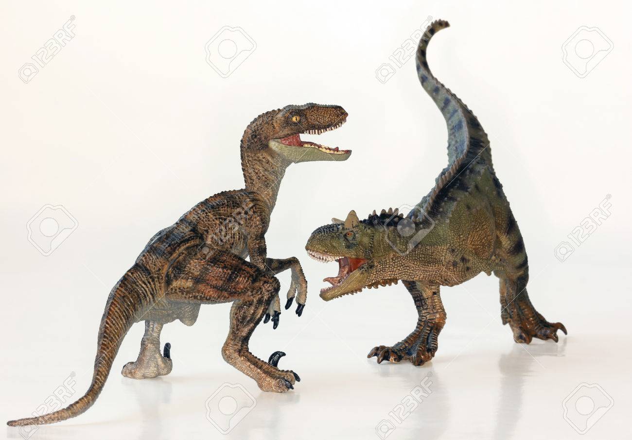 A Battle Between Carnotaurus and Velociraptor Dinosaurs Against White - 25361853 A Battle Between Carnotaurus and Velociraptor Dinosaurs Against White - 25361853