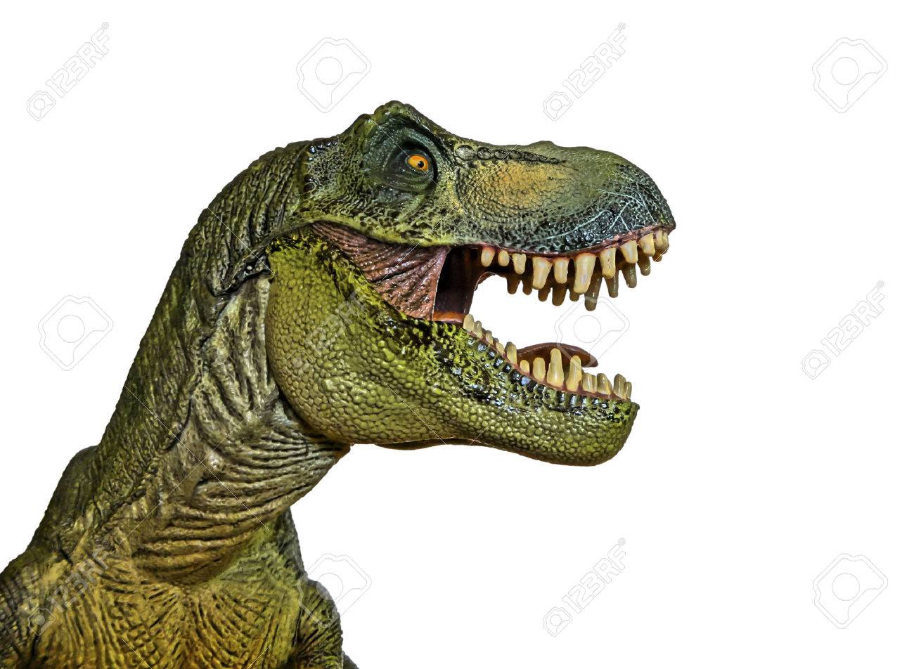 A Tyrannosaurus Rex Hunts Against a White Background - 30422659 A Tyrannosaurus Rex Hunts Against a White Background - 30422659