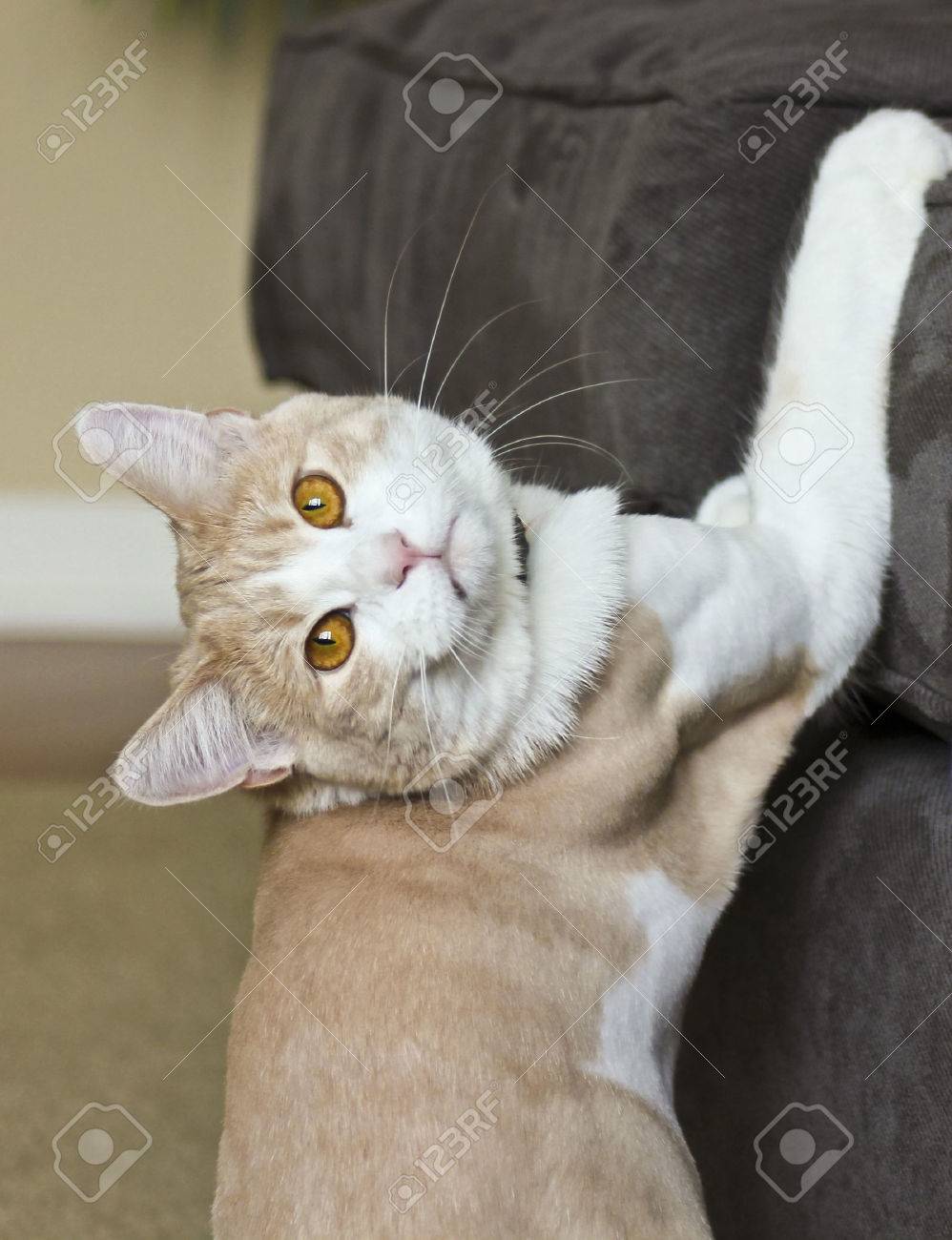 A Tabby Cream House Cat Caught in the Act Scratching a Sofa - 41763574 A Tabby Cream House Cat Caught in the Act Scratching a Sofa - 41763574